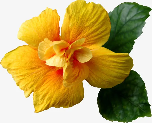 黄色花朵免抠