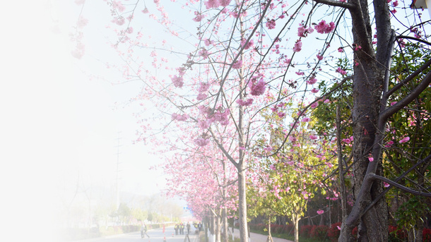 春天樱花摄影背景设计元素之十免抠背景摄影风景元素