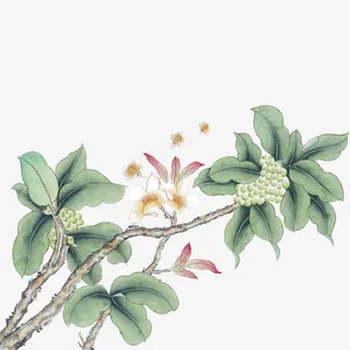古风彩绘红果实白花绿叶免抠