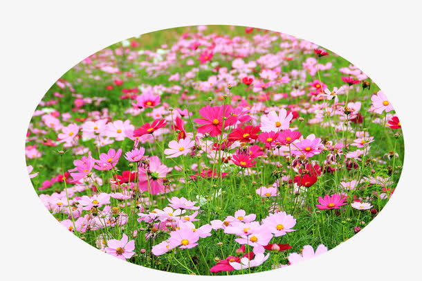 郊外春天花朵草地免抠