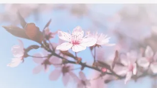 春天 草地 桃花 梨花 渐变透明元素26免抠