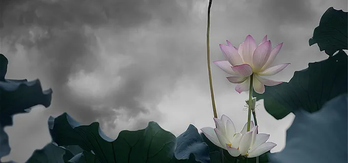 古风荷塘背景高清