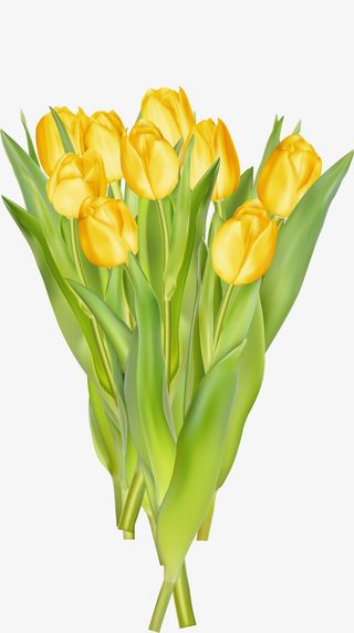 春暖花开黄色郁金香免抠