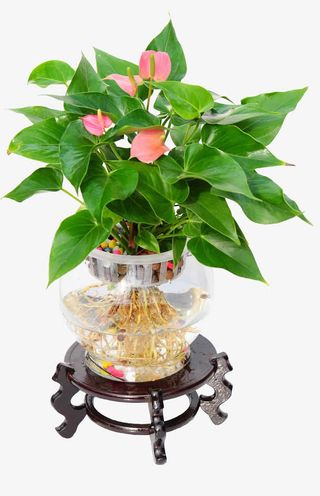 水培粉色红掌免抠