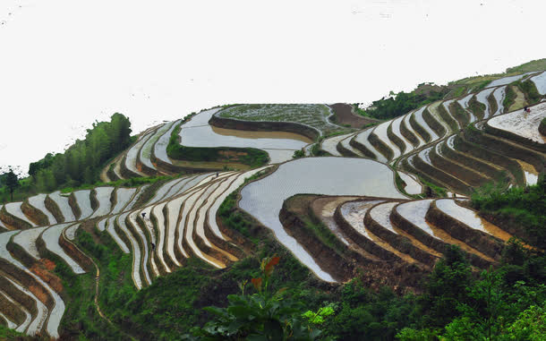 广西龙脊梯田一免抠