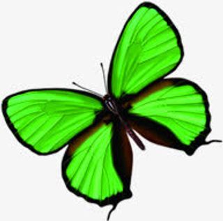 绿色春季文艺清新蝴蝶免抠