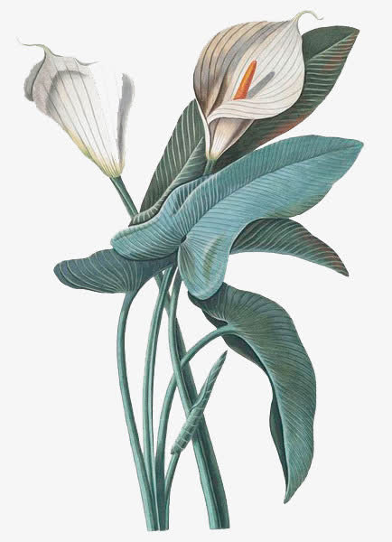 手绘白花免抠