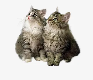 绿植花卉线描花卉免抠