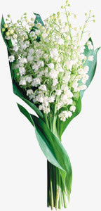 白色花朵绿叶花束免抠
