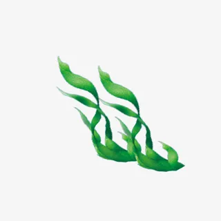 绿色海藻手绘装饰画插图免抠