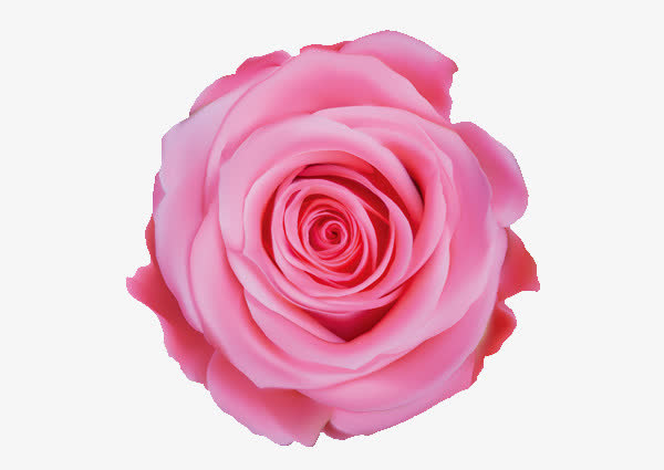 玫瑰花免抠