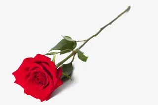 节日氛围情人节玫瑰花免抠
