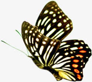 春季黄色卡通蝴蝶免抠