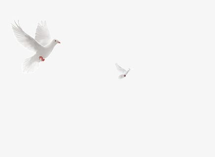 翱翔和平鸽免抠