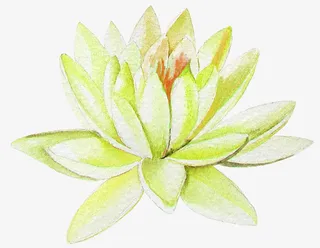 手绘卡通装饰花瓣花草装饰海报设免抠