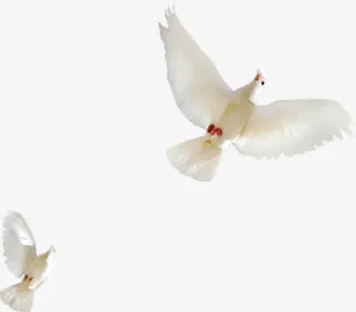 白色海报飞翔和平鸽特效免抠