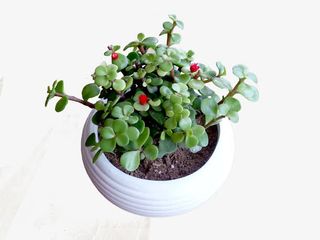 马齿苋盆栽图片免抠