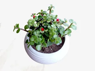 马齿苋盆栽图片免抠