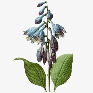 漂浮花素材免抠