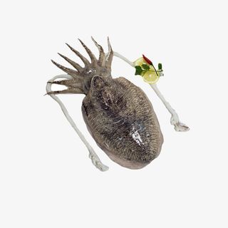 墨鱼乌贼大乌贼免抠