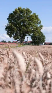 谷物与麦田高清