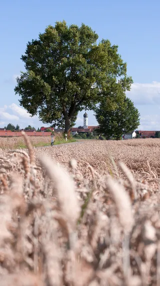 谷物与麦田高清