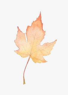 水彩枫叶免抠
