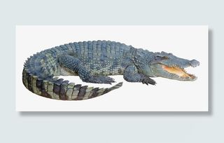 张嘴鳄鱼侧面免抠