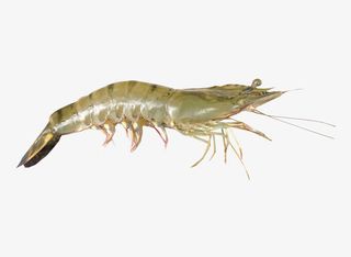 虾PNG素材免费下载免抠