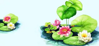 手绘荷花背景
