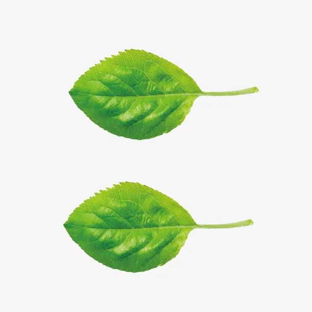 绿叶  春天  早晨  素材免抠其他元素