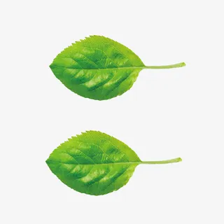 绿叶  春天  早晨  素材免抠其他元素 绿叶  春天  早晨  素材免抠其他元素