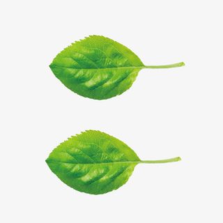 绿叶  春天  早晨  素材免抠其他元素