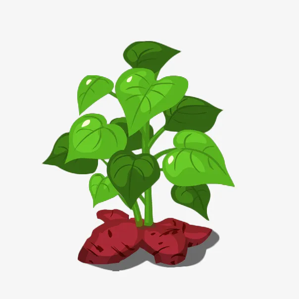 卡通绿色美味营养红薯红薯苗插画免抠