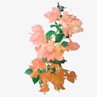 三角梅花枝免抠