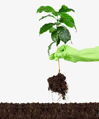 捏起一朵绿色植被免抠