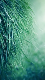 绿色春天嫩草手机端H5背景高清