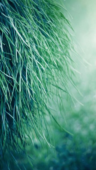 绿色春天嫩草手机端H5背景高清