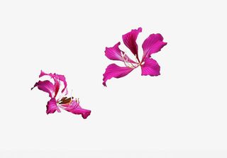 两朵紫荆花图片素材免抠