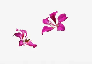 两朵紫荆花图片素材免抠