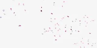 模糊花瓣飘落七夕情人节免抠