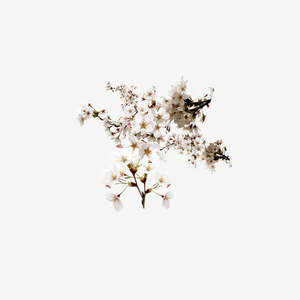元宵白色梅花免抠