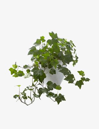 室内绿色植物免抠