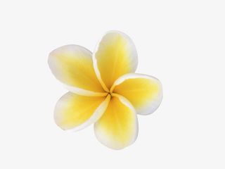 盛开的鸡蛋花免抠