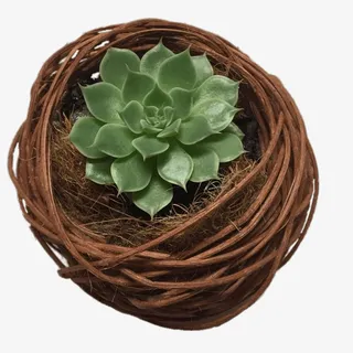 竹篮多肉元素免抠