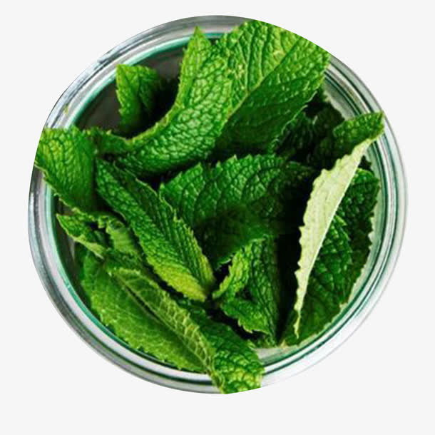 薄荷叶免抠