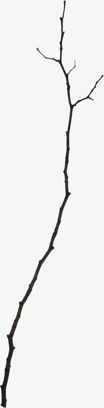 枝叶免抠装饰素材免抠