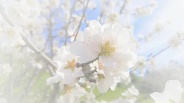 春天 草地 桃花 梨花 渐变透明 元素6免抠背景场景背景元素