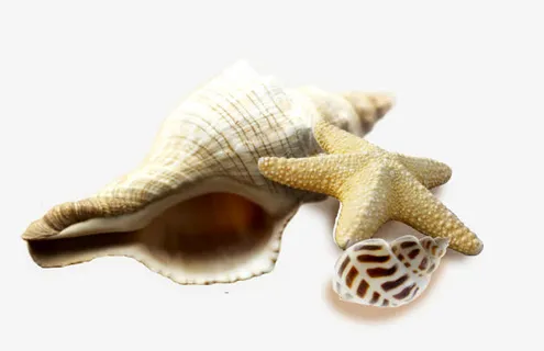 海螺免抠 海螺免抠