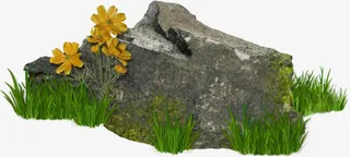 整齐的岩石野花免抠